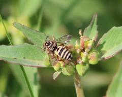 Triepeolus