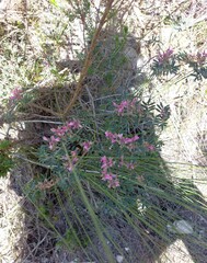 Indigofera praetermissa