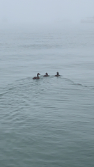 Somateria mollissima