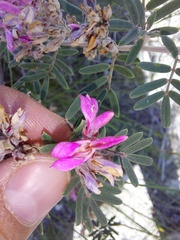 Indigofera praetermissa