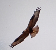 Buteo rufinus