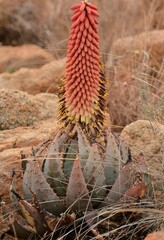 Aloe peglerae
