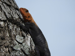 Agama picticauda