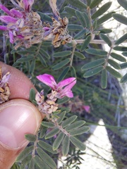 Indigofera praetermissa