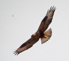 Buteo rufinus
