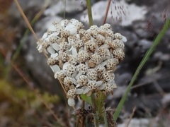 Achillea millefolium
