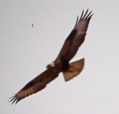 Buteo rufinus