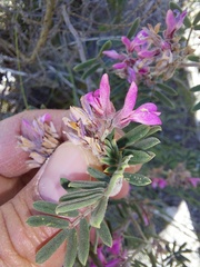 Indigofera praetermissa