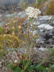 Achillea millefolium