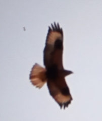 Buteo rufinus
