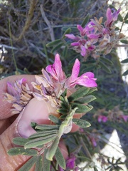 Indigofera praetermissa