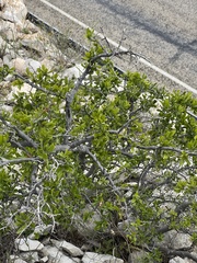Diospyros texana