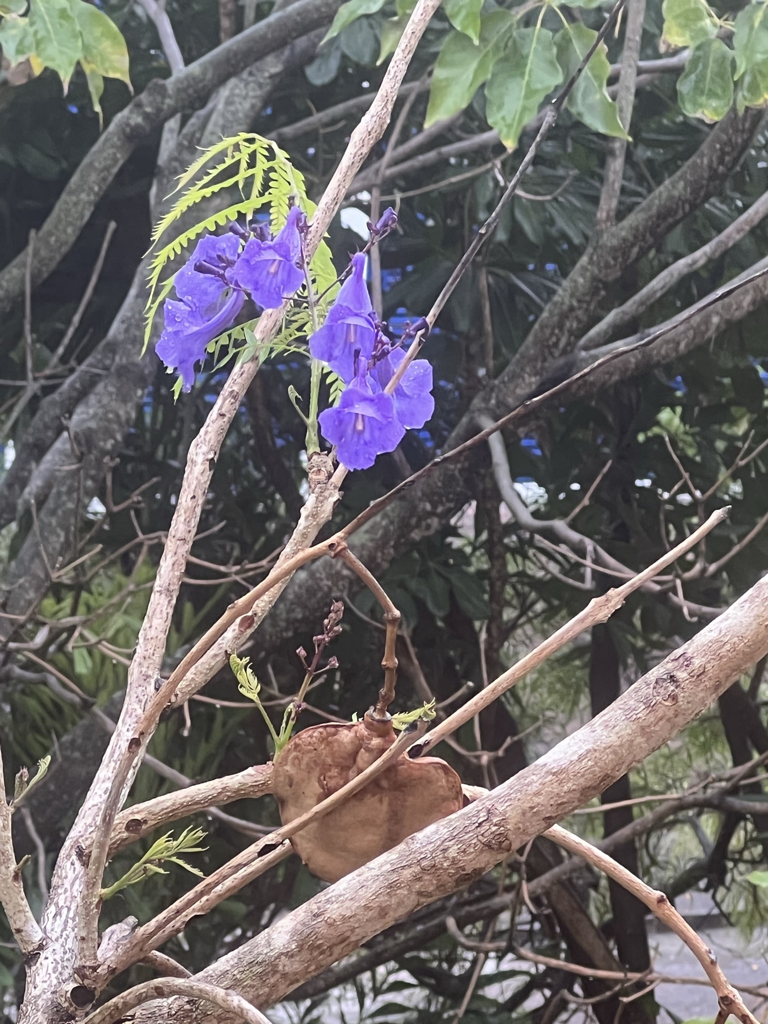 Imagem de Caroba-roxa