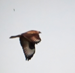 Buteo rufinus