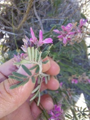 Indigofera praetermissa