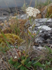 Achillea millefolium