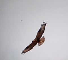 Buteo rufinus