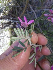 Indigofera praetermissa