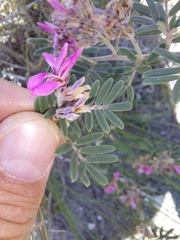 Indigofera praetermissa