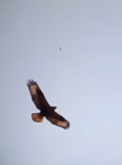 Buteo rufinus