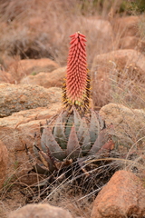 Aloe peglerae