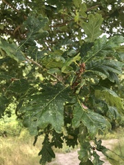 Quercus petraea