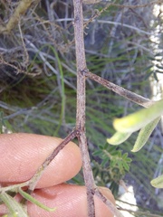 Indigofera praetermissa