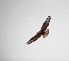 Buteo rufinus
