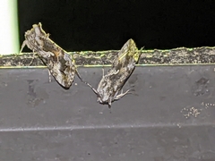 Autographa californica