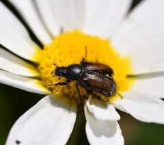 Chasmatopterus