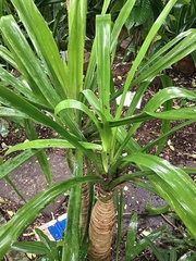 Dracaena cochinchinensis