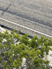 Diospyros texana