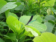 Atrocalopteryx atrata