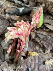 Monotropa hypopitys