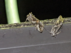 Autographa californica