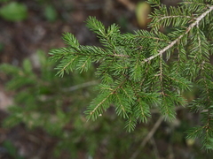 Picea rubens
