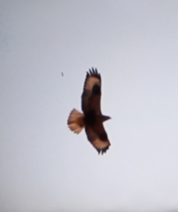 Buteo rufinus