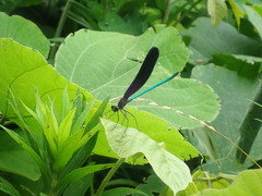 Atrocalopteryx atrata
