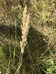 Calamagrostis