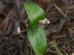 Maianthemum canadense