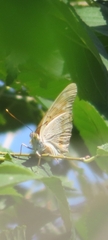 Apatura ilia