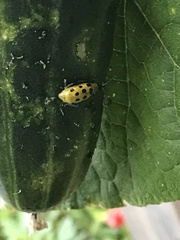 Diabrotica undecimpunctata