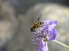 Eristalis horticola