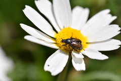 Chasmatopterus