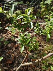 Salix hastata