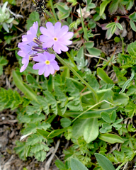 Primula algida