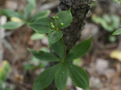 Medeola virginiana