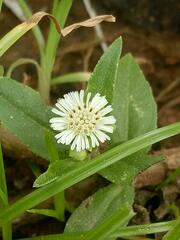 Eclipta prostrata