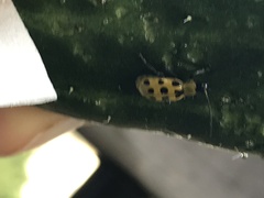 Diabrotica undecimpunctata