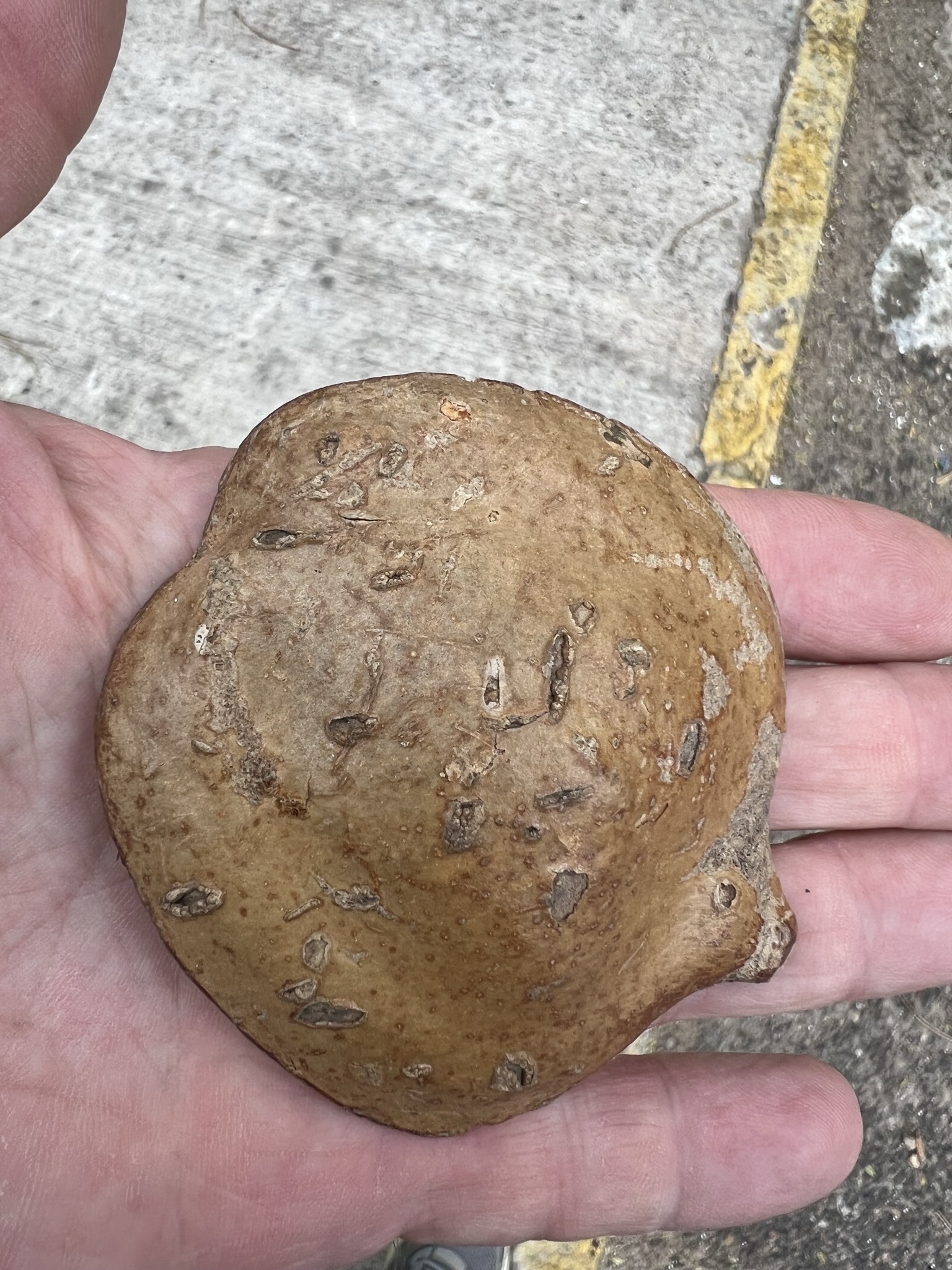 Imagem de Caroba-roxa